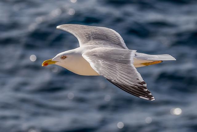 Lessons Learned from the​ Gulls ​Incredible Odyssey