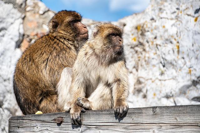 Understanding Gibraltar França: A Historical Overview of Its Role in Sports