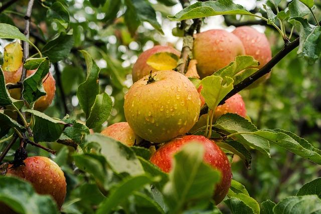 Economic Impact of ⁣Apples Presence ​in ​Ireland