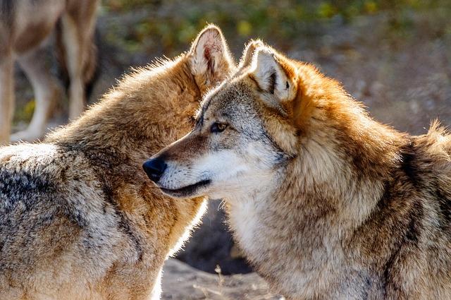 Efforts to Manage Wolf Population in Southern Serbia