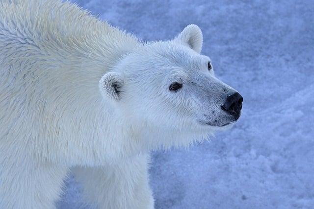 The Impact of Climate Change on Polar Bear Behavior