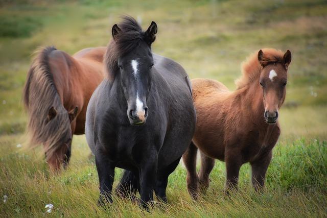 cultural Immersion: ‍Engaging ​with ⁢Icelandic Traditions and Communities