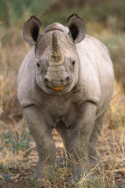 Expert Insights on Caring for Young ‍Rhinos in Captivity