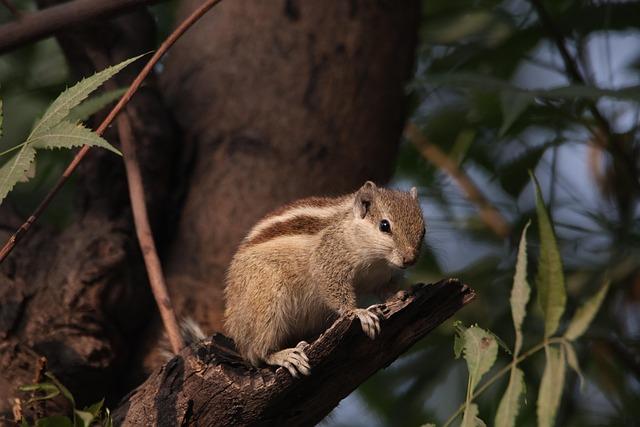 Search Efforts Continue Amid lack⁣ of New Squirrel Sightings