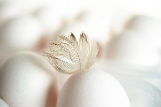 Recommendations for⁤ Balancing​ Domestic⁣ Supply‍ and Imports in the ⁤US‌ Egg industry