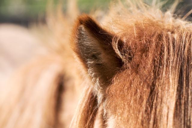 How ⁢to Choose an Icelandic Horse: Insights for Potential Owners