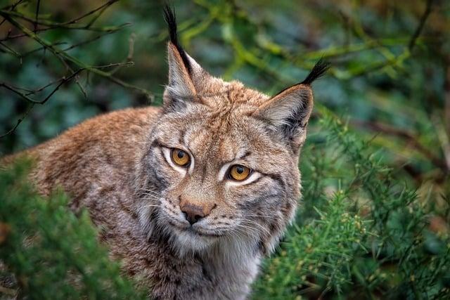 The Cultural Divide: Lynx as symbols in the Political Arena