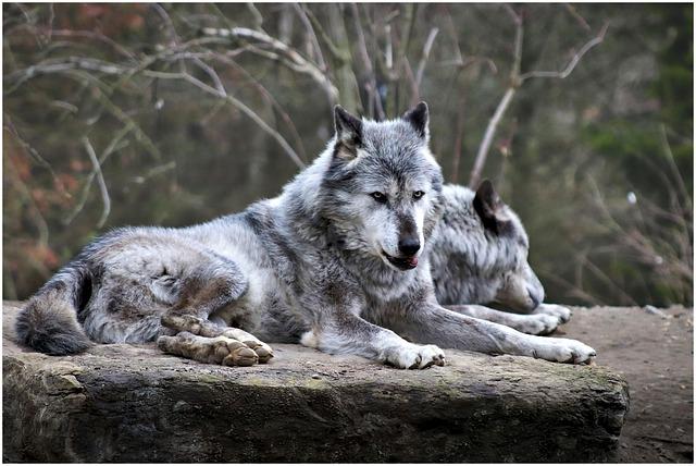 Expert Opinions on the Future of Wolf Control in Serbia