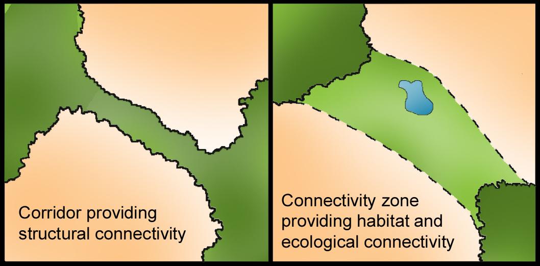 Key ‌Factors‍ Influencing Habitat Connectivity and Species Survival