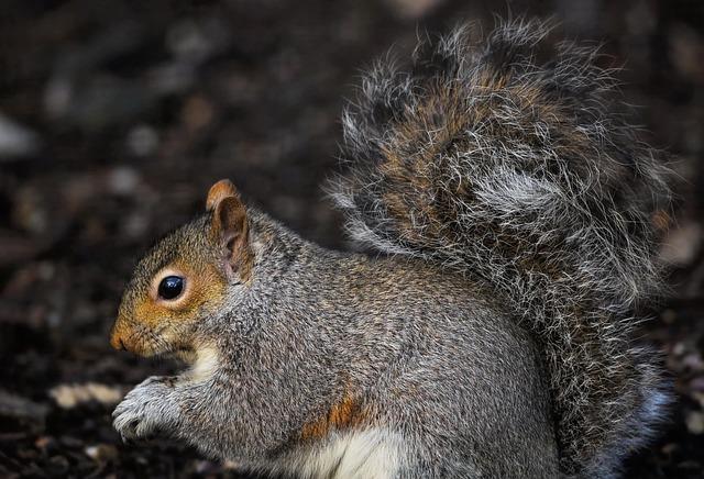 Impacts of ⁣the Grey Squirrel ⁤on‌ Guernseys Ecosystem