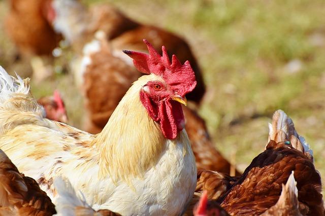 Long-Term Solutions for Strengthening Resilience in Poultry⁣ Farming