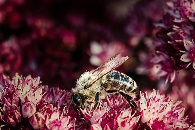 Biodiversity Benefits: Enhancing Ecosystems in the Marine Environment