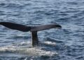 Sperm whale killed by ship in Strait of Gibraltar – BBC.com