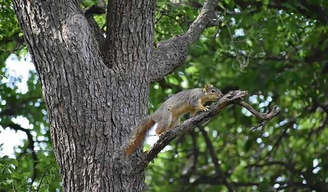 Anyone seen Elvis? Island all shook up over elusive squirrel – Guernsey Press