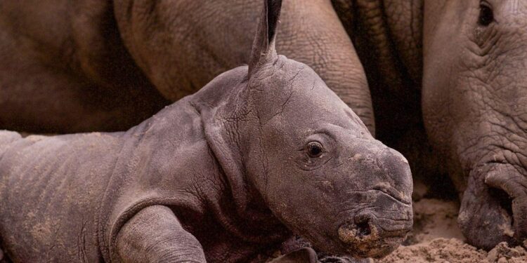 Baby white rhino Nova makes her public debut at Belgium’s Pairi Daiza zoo – The Associated Press