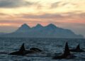 Gladys orcas sink another sailboat in the Strait of Gibraltar: ‘They don’t go like a battering ram’ – EL PAÍS USA