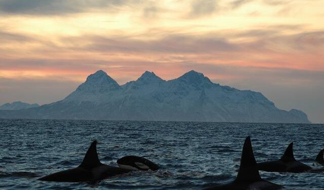 Gladys orcas sink another sailboat in the Strait of Gibraltar: ‘They don’t go like a battering ram’ – EL PAÍS USA