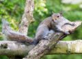 Non-native grey squirrel on the loose in Guernsey – BBC.com