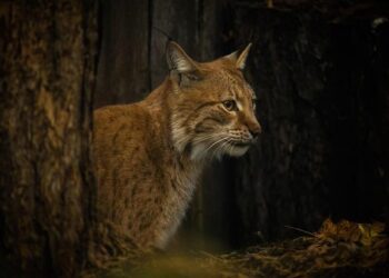 “Lynx have become political pawns in the culture war”: backlash as Sweden plans to kill more than 100 animals – BBC Discover Wildlife