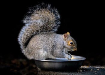 Non-native grey squirrel on the loose in Guernsey – BBC