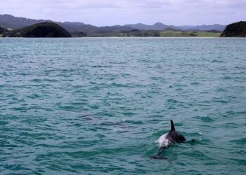 Controversial event that killed 156 dolphins sparks uproar: ‘Tradition used as an excuse’ – Yahoo News Australia