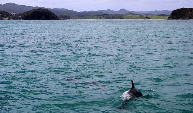 Controversial event that killed 156 dolphins sparks uproar: ‘Tradition used as an excuse’ – Yahoo News Australia