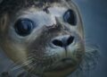 Mediterranean monk seal nursed back to health in Greece and released into the wild – The Associated Press