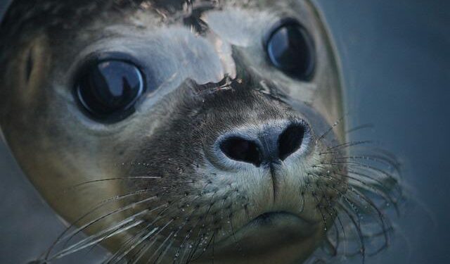 Mediterranean monk seal nursed back to health in Greece and released into the wild – The Associated Press