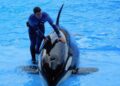 Orcas sink sailing yacht in Strait of Gibraltar – Reuters.com