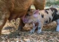 Piglets will be left to starve in a controversial art exhibit in Denmark – The Associated Press