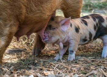 Piglets will be left to starve in a controversial art exhibit in Denmark – The Associated Press