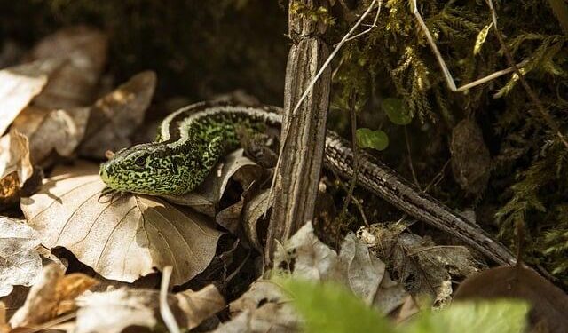 Lizard found in Guernsey suitcase after holiday in Madeira – BBC.com