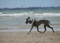 Crufts 2025: Whippet from Italy called Miuccia wins best in show – BBC.com