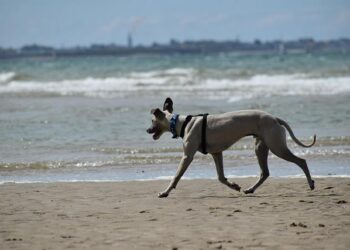 Crufts 2025: Whippet from Italy called Miuccia wins best in show – BBC.com