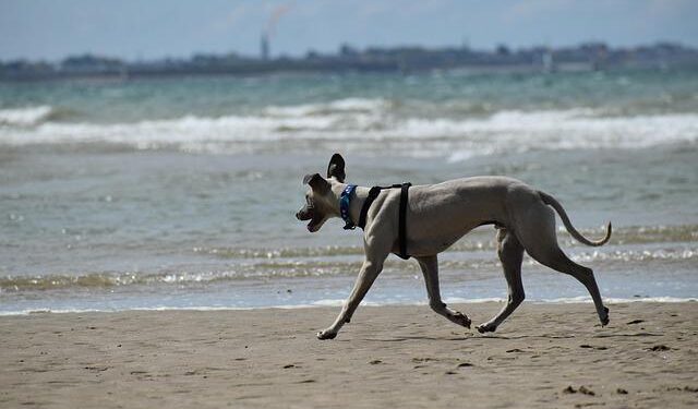 Crufts 2025: Whippet from Italy called Miuccia wins best in show – BBC.com