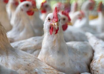 Risk of bird flu remains real in Latvia / Article – Eng.Lsm.lv