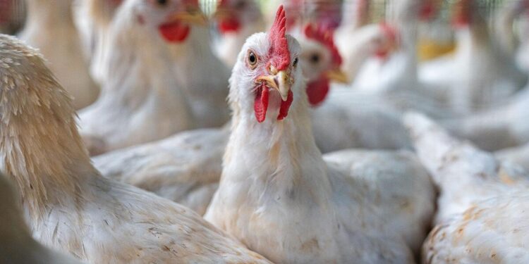 Risk of bird flu remains real in Latvia / Article – Eng.Lsm.lv