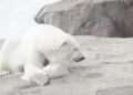 Polar bear leaps onto a Russian nuclear submarine on the search for food – Daily Mail