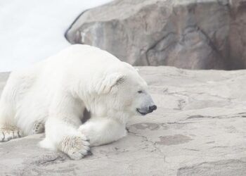 Polar bear leaps onto a Russian nuclear submarine on the search for food – Daily Mail