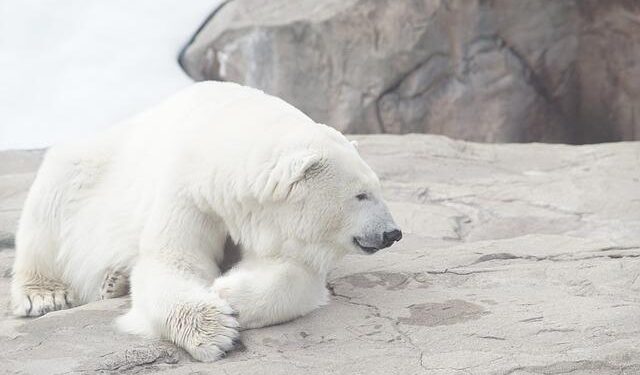 Polar bear leaps onto a Russian nuclear submarine on the search for food – Daily Mail