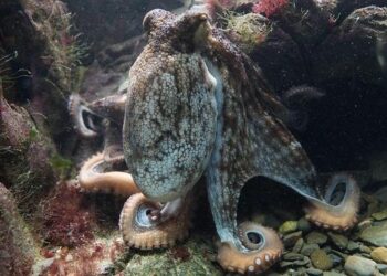 Guernsey octopus boom ‘is decimating our shellfish catch’ – BBC.com