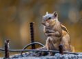 No new sightings in hunt for invasive squirrel in Guernsey – BBC.com