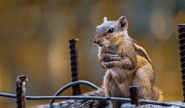 No new sightings in hunt for invasive squirrel in Guernsey – BBC.com