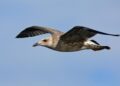 From Portugal to Israel: The gull that traveled the longest distance ever – The Jerusalem Post