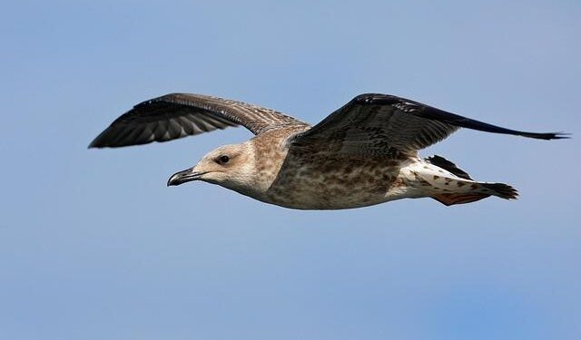 From Portugal to Israel: The gull that traveled the longest distance ever – The Jerusalem Post