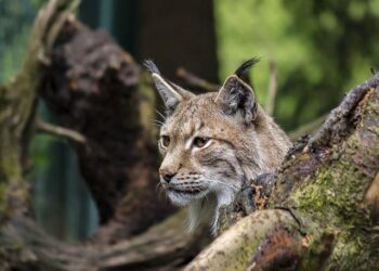 Elusive Lynx Caught on Camera Roaming Paklenica National Park – The Dubrovnik Times