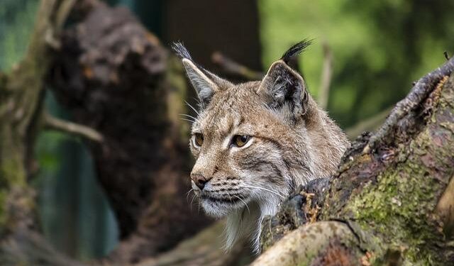 Elusive Lynx Caught on Camera Roaming Paklenica National Park – The Dubrovnik Times