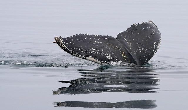 Why killer whales are attacking boats near Gibraltar? Scientists finally know reason – The Independent