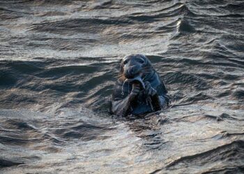 Guest finds seal sleeping in her hotel room in the Netherlands – CBS News