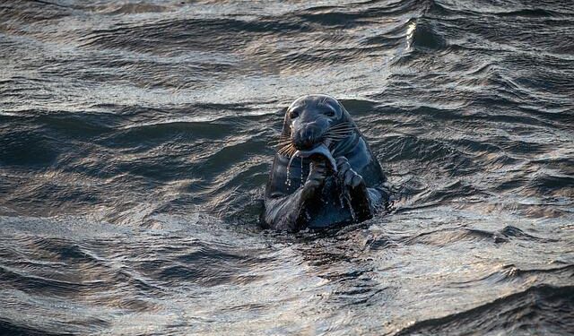 Guest finds seal sleeping in her hotel room in the Netherlands – CBS News